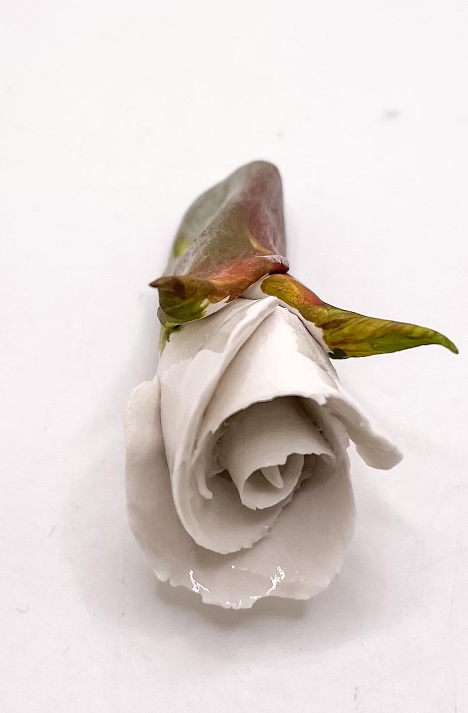 Forever Rosebud Magnet